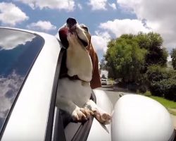 The Floppiest Basset Hound On The Planet
