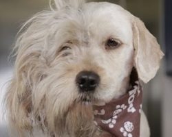 Groomer Shaves Homeless Dog. What She Found Underneath All That Hair Made My Eyes Tear Up.