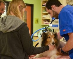 Paralyzed Dog Is About To Be Put Down When A Vet Spots Tick Behind His Ear
