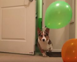 Corgi Has Best Reaction To His Surprise Birthday Party