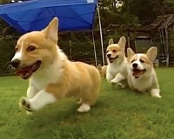 Corgi Puppies Playing In Slow Motion Are Gloriously Cute