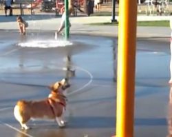 Adorable Corgi Discovers The Joys Of The Water Park