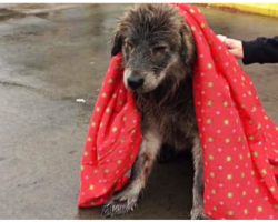 ‘Pitiful’ Wet Stray Won’t Budge From Parking Lot Until Stranger Makes Kind Gesture