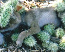 85-Year-Old Woman Finds Puppy Covered In Cactus Spines, Discovers He’s Not A Dog At All