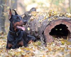 18 Reasons Dobermans Are Actually The Worst Dogs To Live With