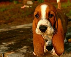 50 Most Popular Basset Hound Dog Names