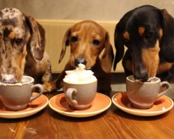 Move Over Cat Cafés, Dachshund Cafés are Now All the Rage