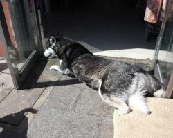 Husky Loses All 4 Paws In A Horrific Act Of Cruelty, But Veterinarian Helps Him Walk Again