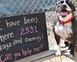 Lonely Dog Spent 2,531 Days In A Shelter, Waiting For Someone To Love And Adopt Her