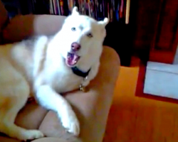 Defiant Husky Told To Get In His Kennel, Uses English To Talk Back