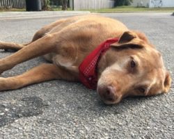 Devastated Owner Makes A Touching Promise To A Dying Pup, And He Keeps It