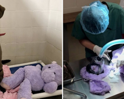 Dog and His Fuzzy Purple Hippo Must Be Adopted Together, Shelter Says