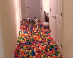 Dog Stunned With Happiness When His Human Reveals Homemade Ball Pit