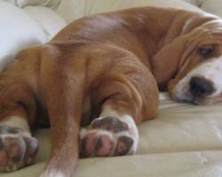 The 10 Most Awkward Basset Hound Sleeping Positions