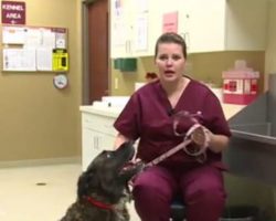 Single Mom Of 2 Believes Family Dog Caught Her Breast Cancer Before Doctors