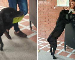 Clever Dog Discovers He Can Use Leaves To ‘Buy’ Treats At The Store