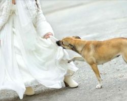 Heroic Dog Makes The Ultimate Sacrifice By Tackling Suicide Bomber In A Wedding Dress