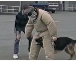German Shepherd Gets Bored With Training, Does This Instead