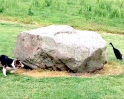 Border Collie And Duck Play Hilarious Game Of ‘Tag’ With Each Other