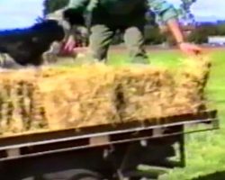 Dog Does The Most Amazing Thing To Help Farmer Feed The Cows