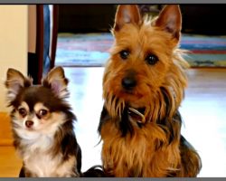 Mom Asks Dogs Who Pooped In The Kitchen, One Pup Didn’t Hesitate To Snitch On The Other