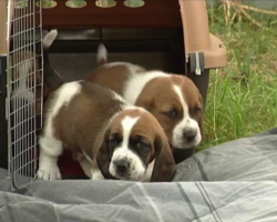 First Time Outdoors! 26 Day Old Basset Hound Puppies