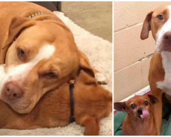 Two Dogs In Shelter Prove Their Love Will Not Waver– In Sickness Or In Health