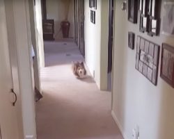 Funny Corgi Goes Crazy Over Showers