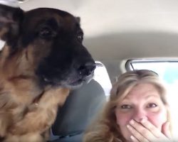 German Shepherd Suddenly Realizes He Is At The Vet