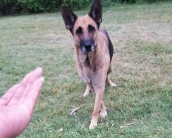 The Moment This Homeless Dog Realizes She’s Safe, She Reveals Her Friend To Rescuer