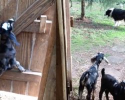 Naughty Baby Goats Escape Barn Only To Get Stopped In Their Tracks By Dog
