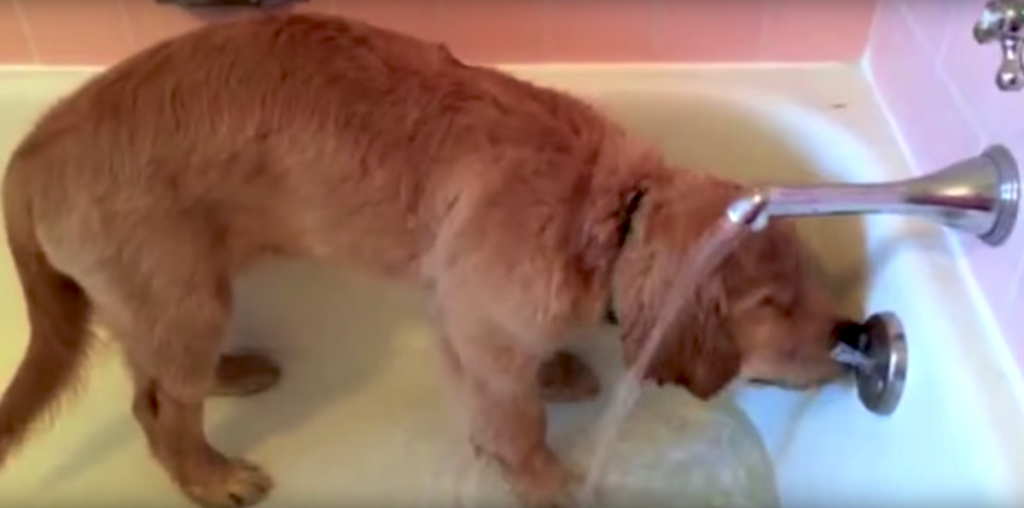 Golden Retriever Puppy Gives Himself A Bath, And He Has The Cutest Routine