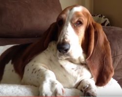 Whining and Crying Basset Hound on Couch