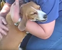 Beagle Gets Incredibly Emotional When Her Family Comes Home