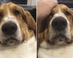 Basset Hound is all groans until it gets some attention