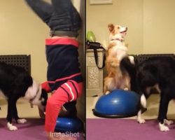 Dog Does Amazing Handstand Trick With His Human