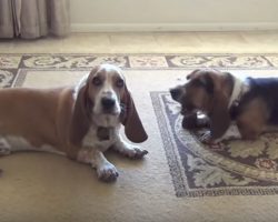 Two Basset Hounds Howl While Cat Remains Bored