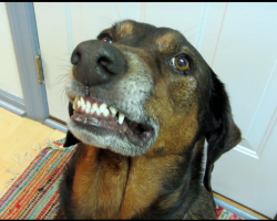 Mom Asks Dog If He Ate Off The Counter, His ‘Guilty Plea’ Has The Internet In Hysterics