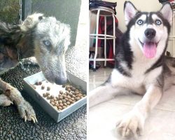 Husky’s Found All Skin And Bones. 10 Months Later, She’s Completely Transformed