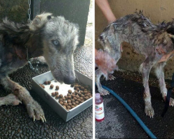 Man Rescued Malnourished Husky Off The Street But Never Dreamed She’d End Up So Beautiful
