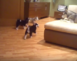 Husky Mom Sure Knows How To Handle Her 7 Playful Puppies