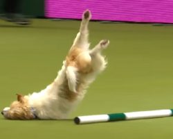 Jack Russell Makes Up His Own Routine At Agility Show, Wins Everyone Over