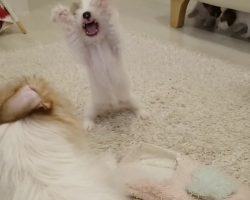 Jack Russell Father Shares Adorable First Play Time With His Puppies