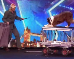 Clever Dog Outsmarts Dog Catcher In Fantastic Freestyle Routine
