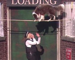 Brilliant Border Collie Stuns Everyone With Awesome Routine And Wins Britain’s Got Talent