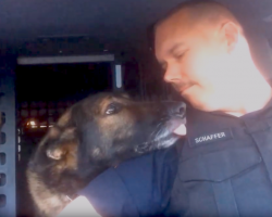 Officer Honors K-9’s Retirement With A Final Radio Call, And The Dog Reacts Accordingly