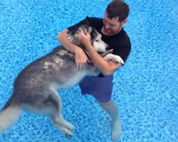 Old Dog’s Back Legs Stop Working, Owner Starts Pool Therapy And It Leads To This Moment