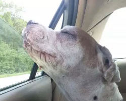 An old dog smiles on his last car ride and leaves the world in tears!