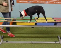 Meet the ‘barking mad’ tightrope walking Boston terrier who can walk five-foot high ropes
