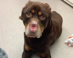 Rottweiler Found With Nose And Ears Savagely Cut Off Finds Forever Family
